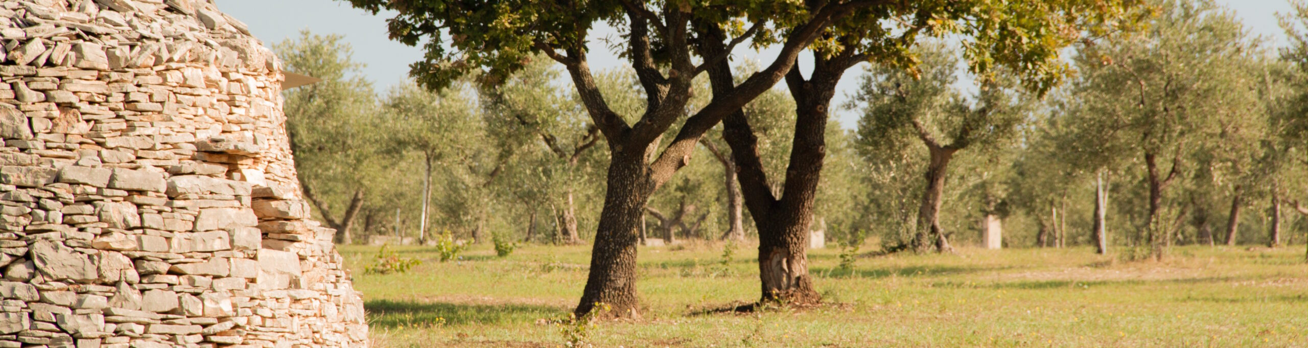 Terre di Sveva - foto 4