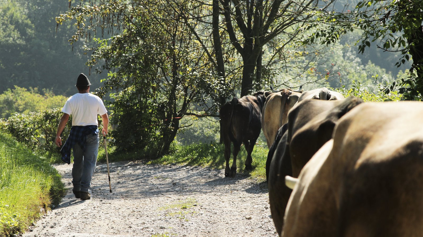 Azienda Agricola Malga Casine di Rivetta Cristian - foto 1