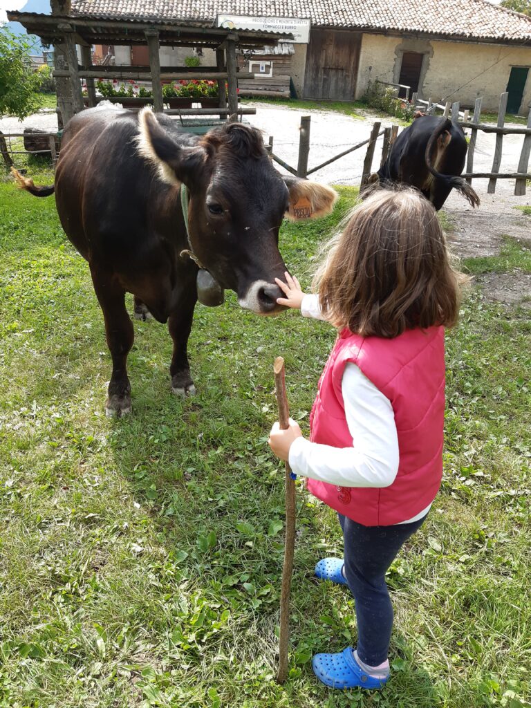 Azienda Agricola Malga Casine di Rivetta Cristian - foto 6