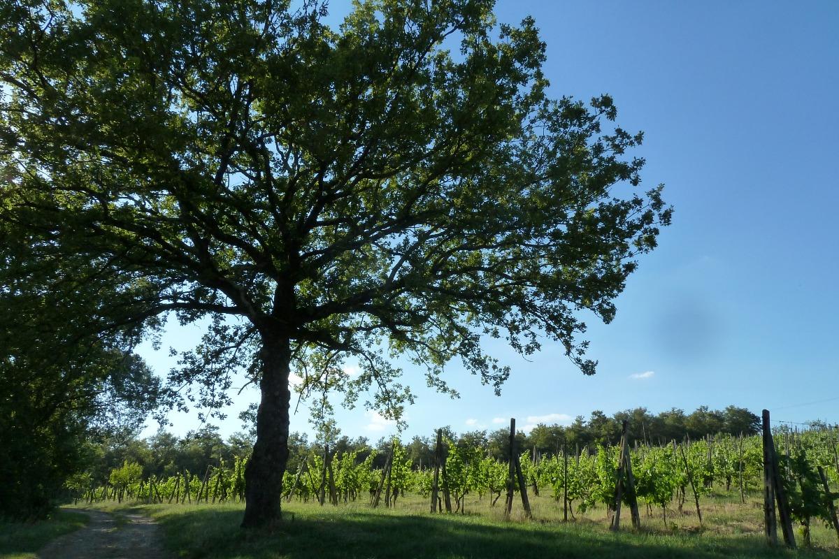 Podere Infranciani foto 4