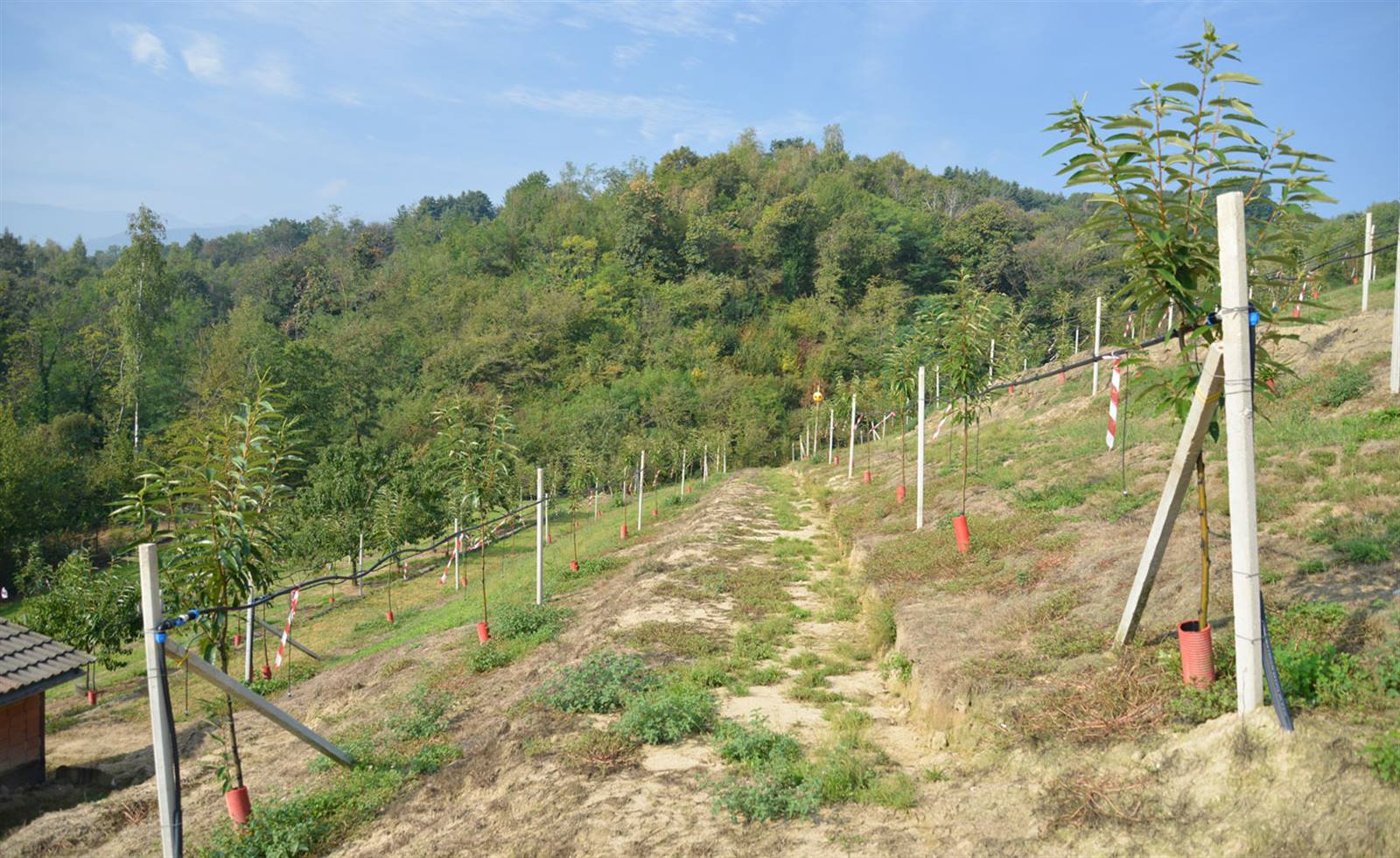 Agriturismo Ai Prüsot foto 4