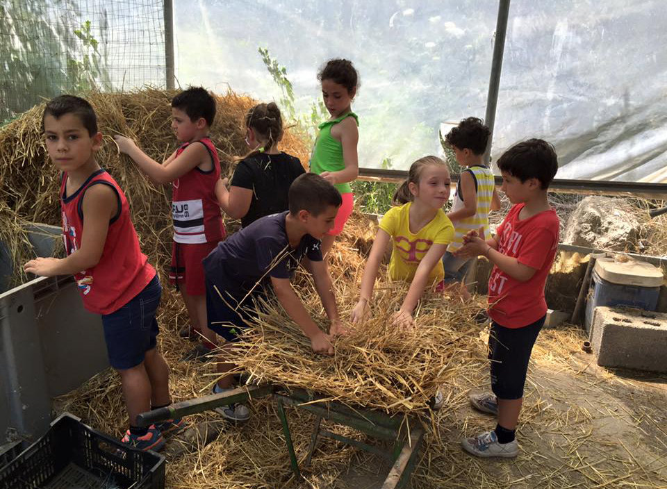 Azienda Agricola Cannavacciuolo-Fattoria Didattica - foto 6