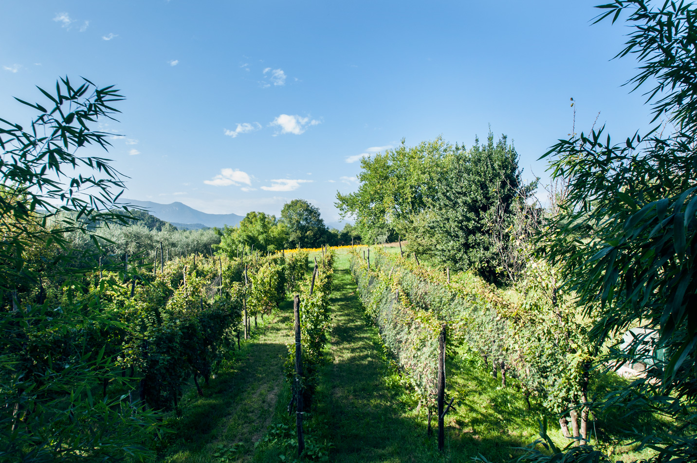 Agriturismo Cascina Canova Di Verdi Adriano foto 2