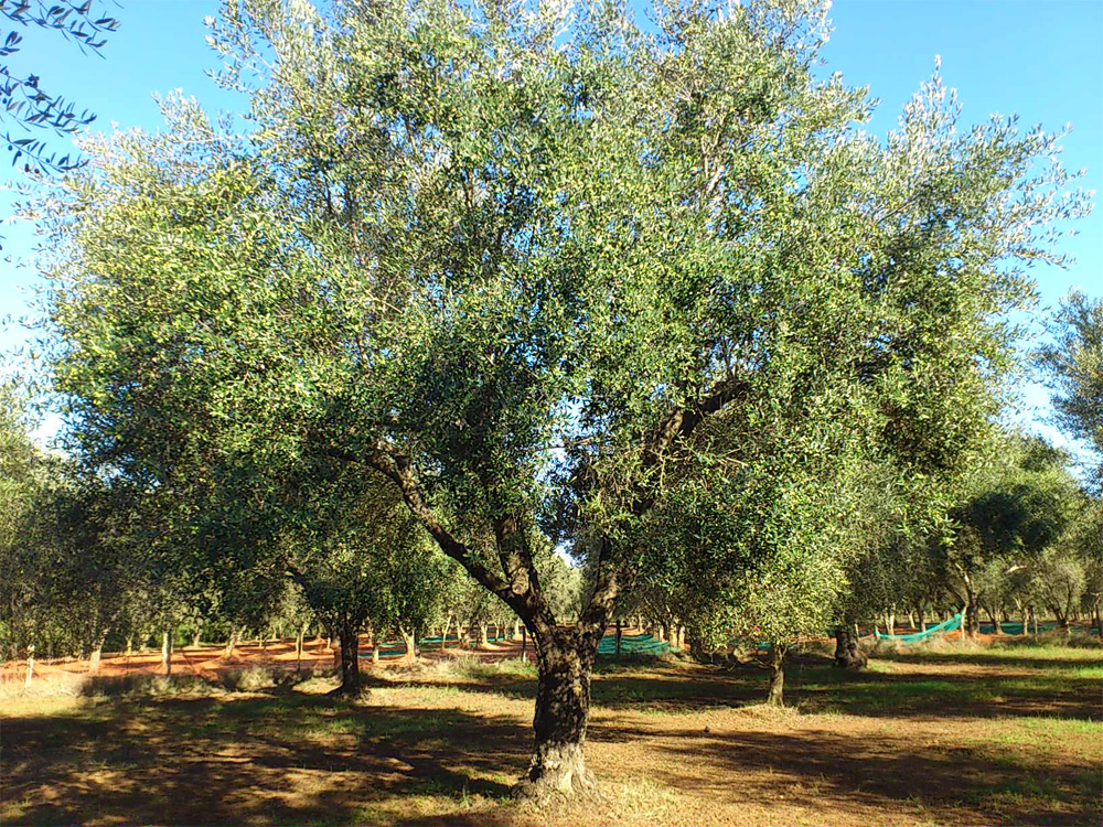 MASSERIA CAPORELLI B&B azienda agricola - foto 1