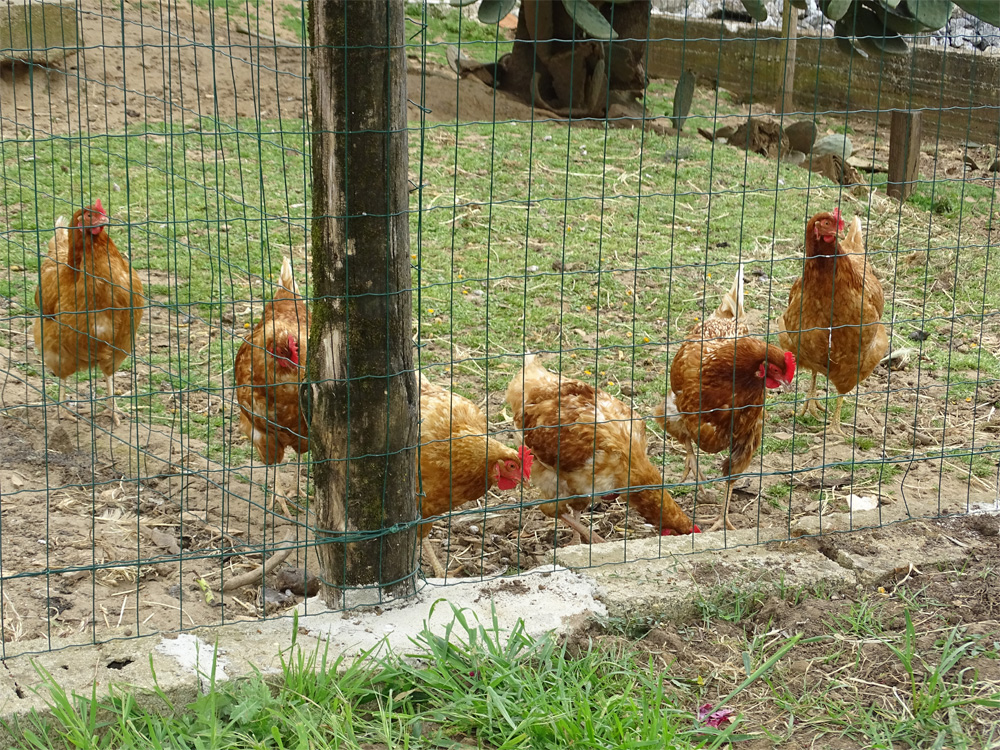 MASSERIA CAPORELLI B&B azienda agricola - foto 4