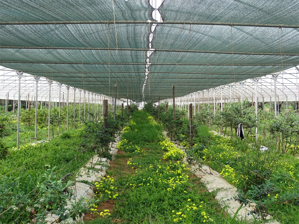 MASSERIA CAPORELLI B&B azienda agricola - foto 5