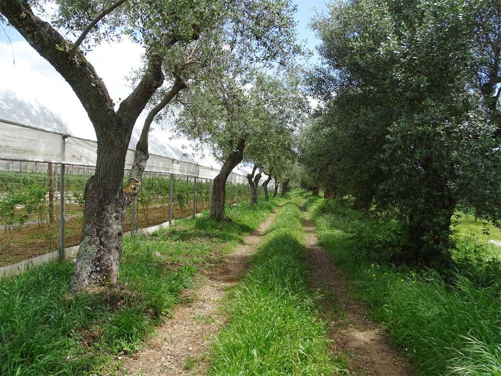 MASSERIA CAPORELLI B&B azienda agricola - foto 6