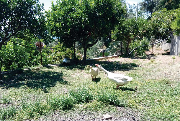 Agriturismo Mille Sapori - foto 1