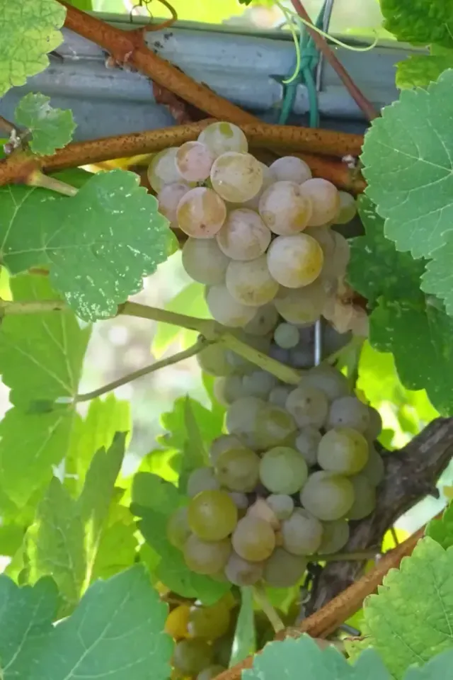 Azienda Vitivinicola Mulin di Mezzo foto 4