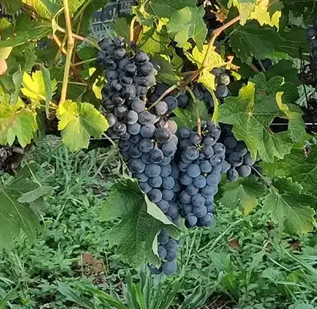 Azienda Vitivinicola Mulin di Mezzo foto 6