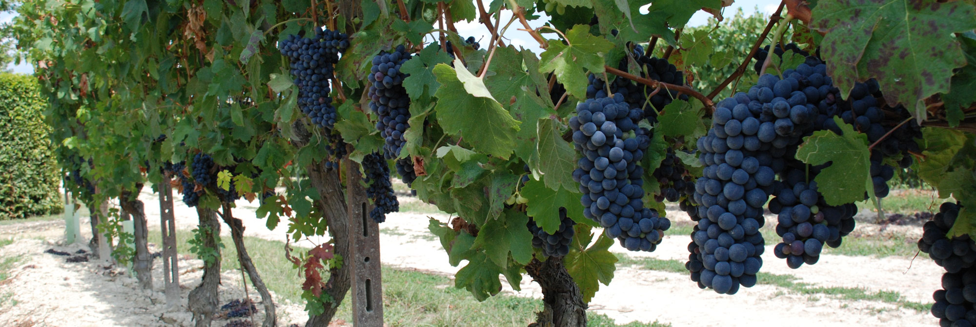 Cascina Moncucchetto - foto 2