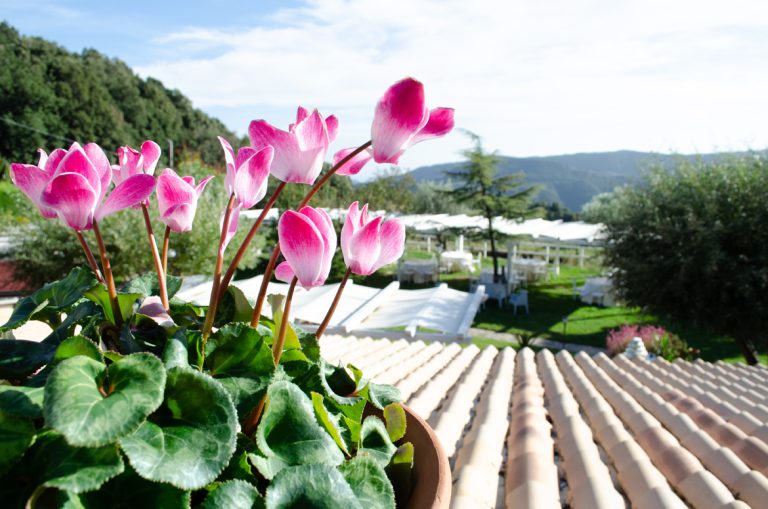 Agriturismo San Nicodemo Mammola - foto 6