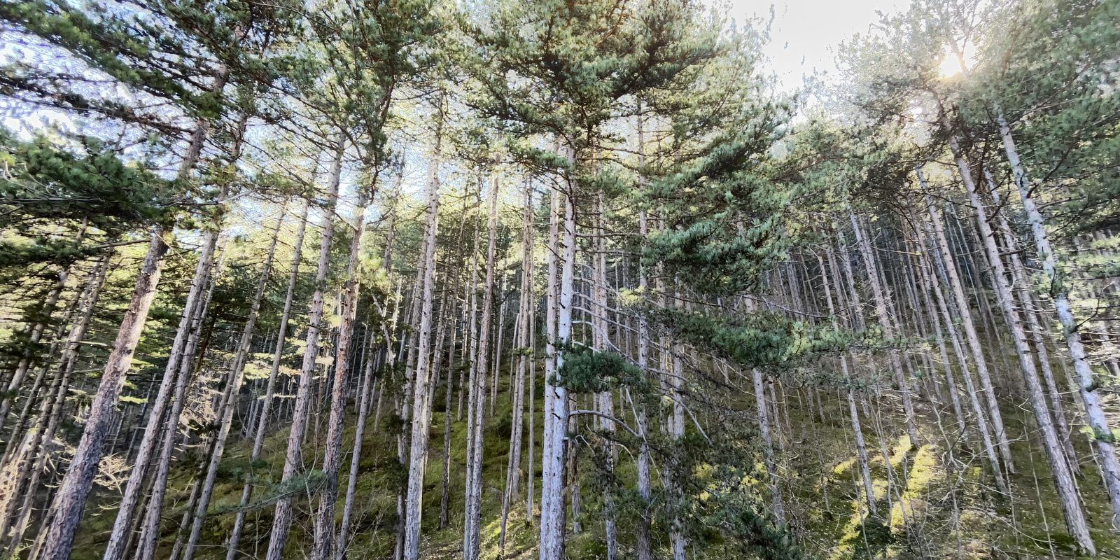 Hotel Garnì Mille Pini Scanno - foto 1