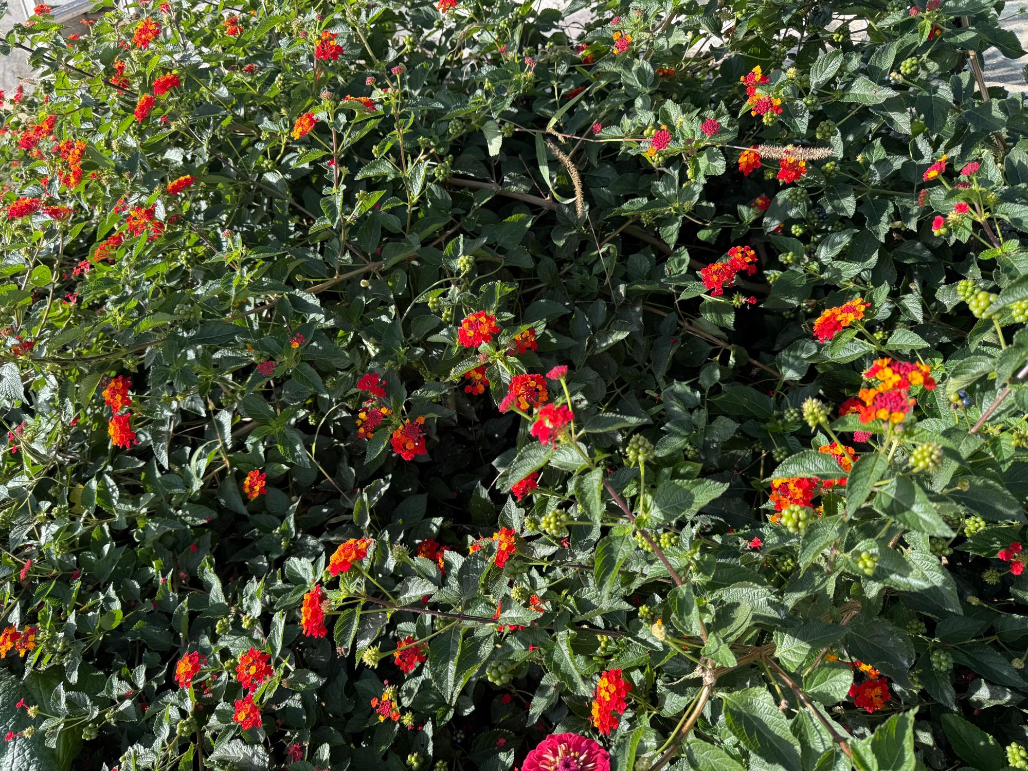 Giardini Hurz® - foto 4