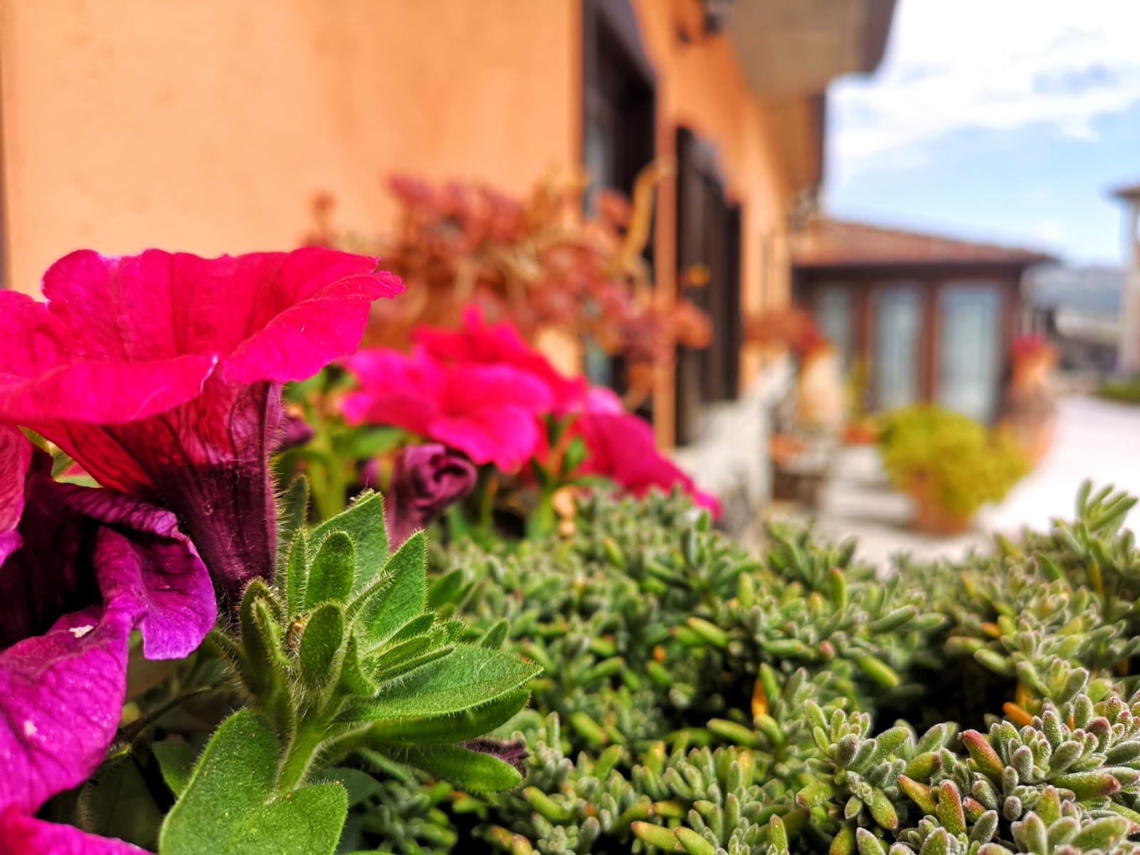 Agriturismo Collina di Roseto - foto 3