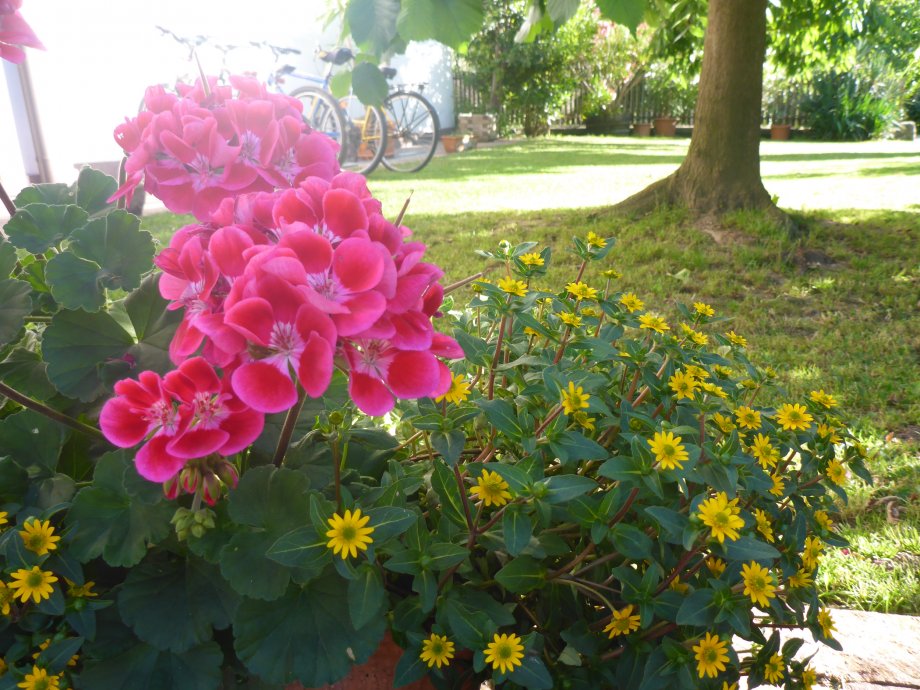 Straß-Hof - foto 3