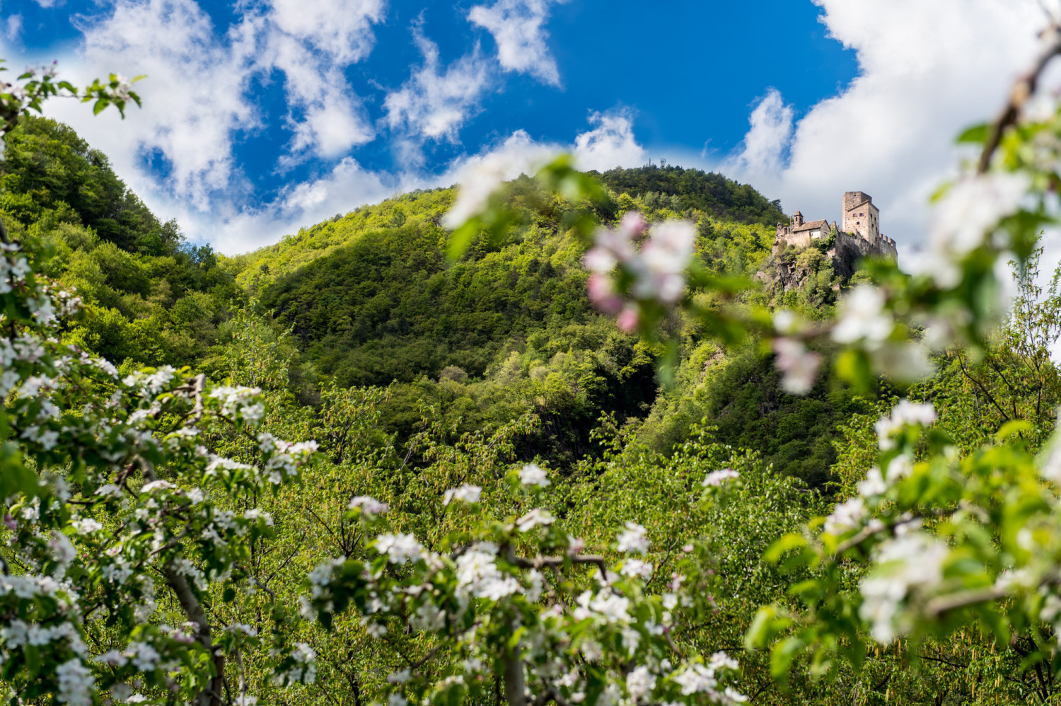 Schloss-Hof - foto 6