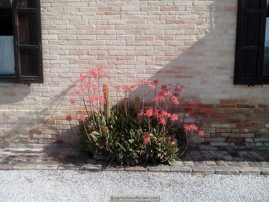 Agriturismo Floriani - foto 3