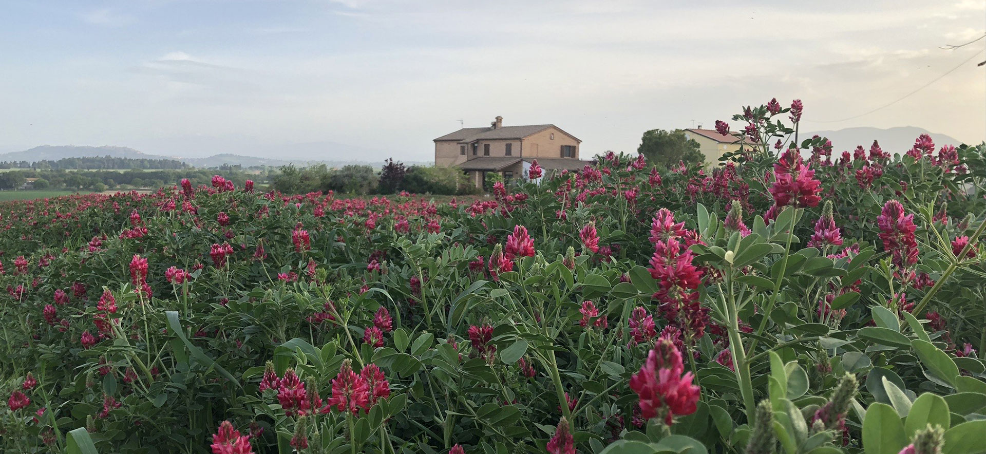 AGRITURISMO IL CONFINE - Treia - Marche - foto 4