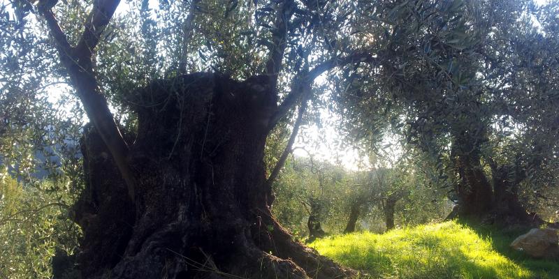Agriturismo C'Era Una Volta... - foto 3