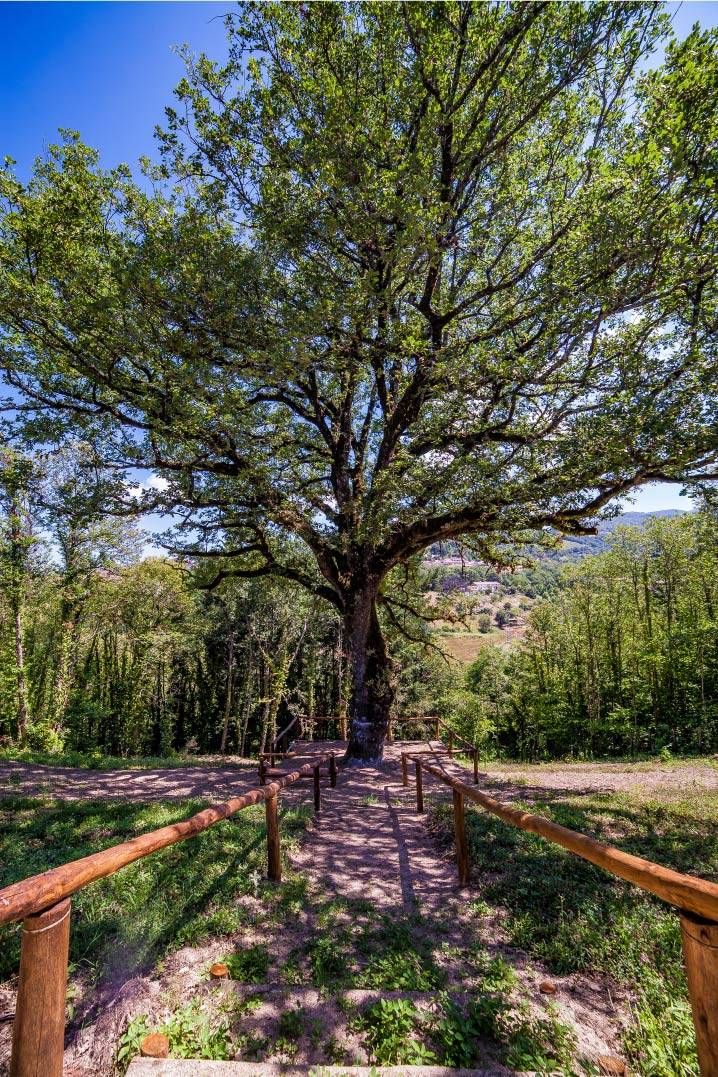 Casa sull'albero - foto 6