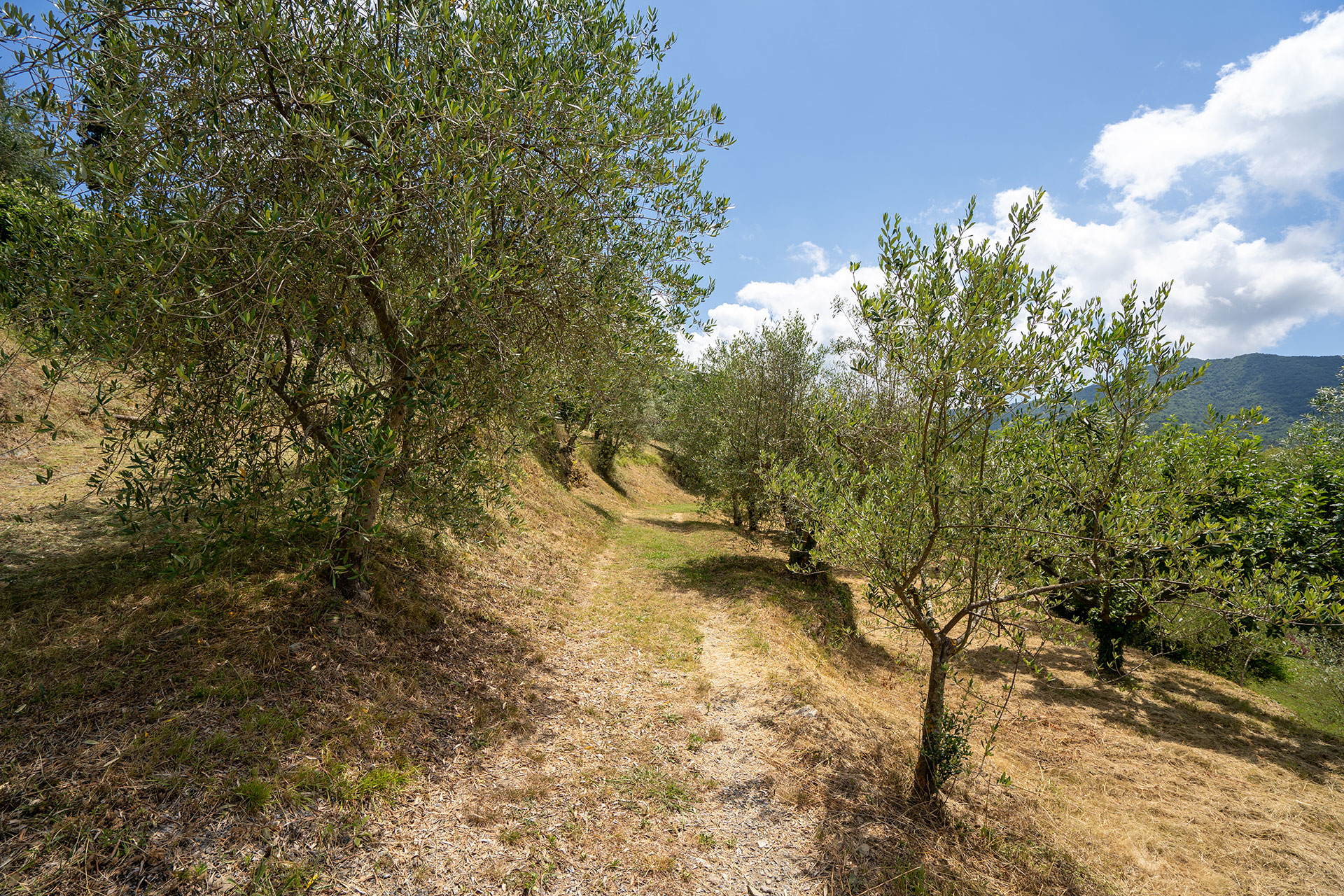 Agriturismo Il Giardino del Sole foto 4