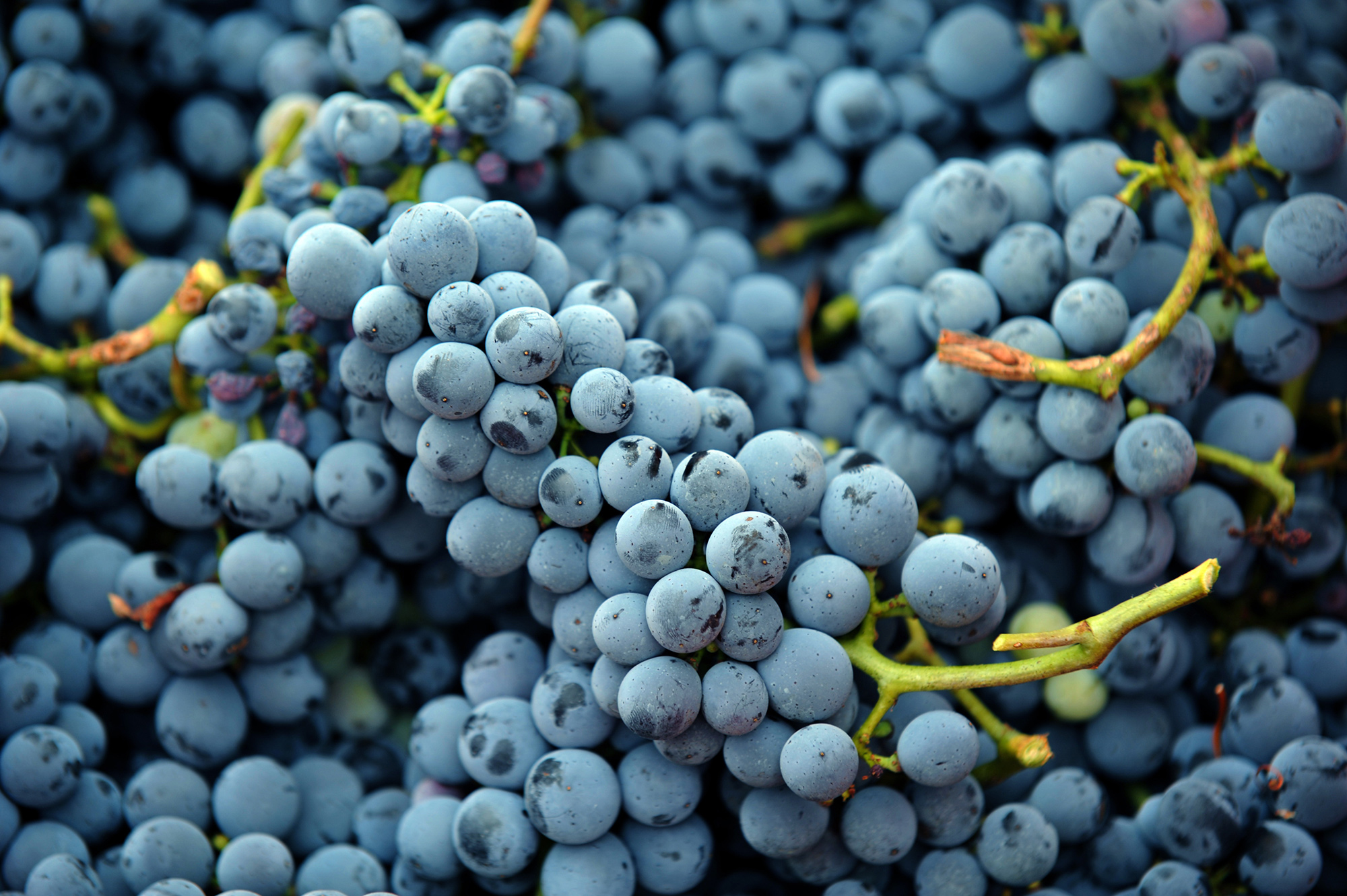 Palazzo Tronconi Osteria & Cantina - winery and restaurant foto 4