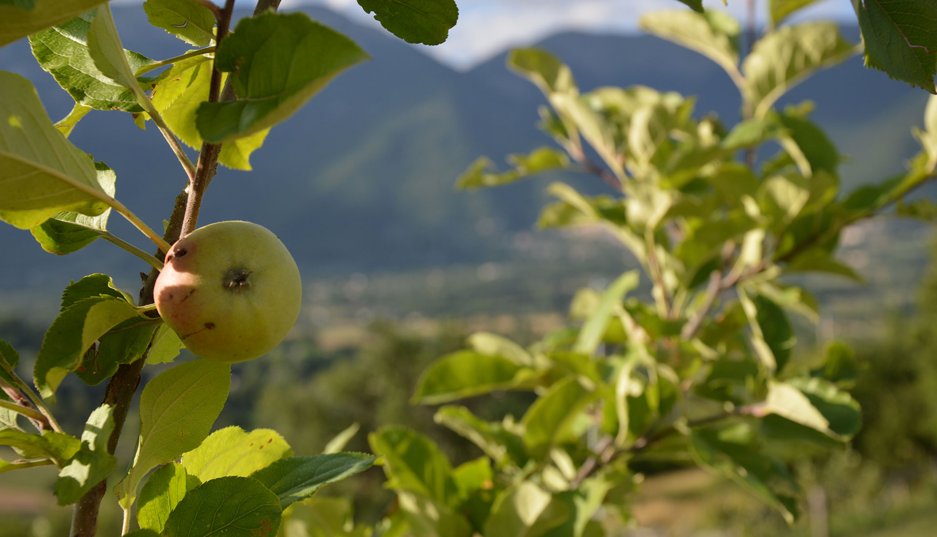 Poggio alle Serre - Agriturismo - foto 1