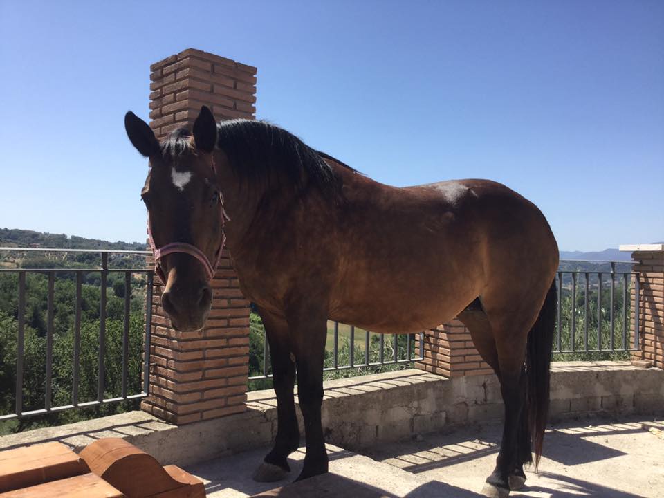Agriturismo Colle Sant'Angelo foto 3