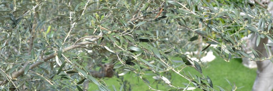 Il Giardinotto Bed&Breakfast - foto 5