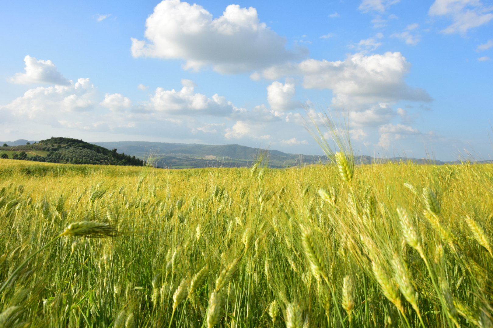 POGGIO RINESCHI foto 6
