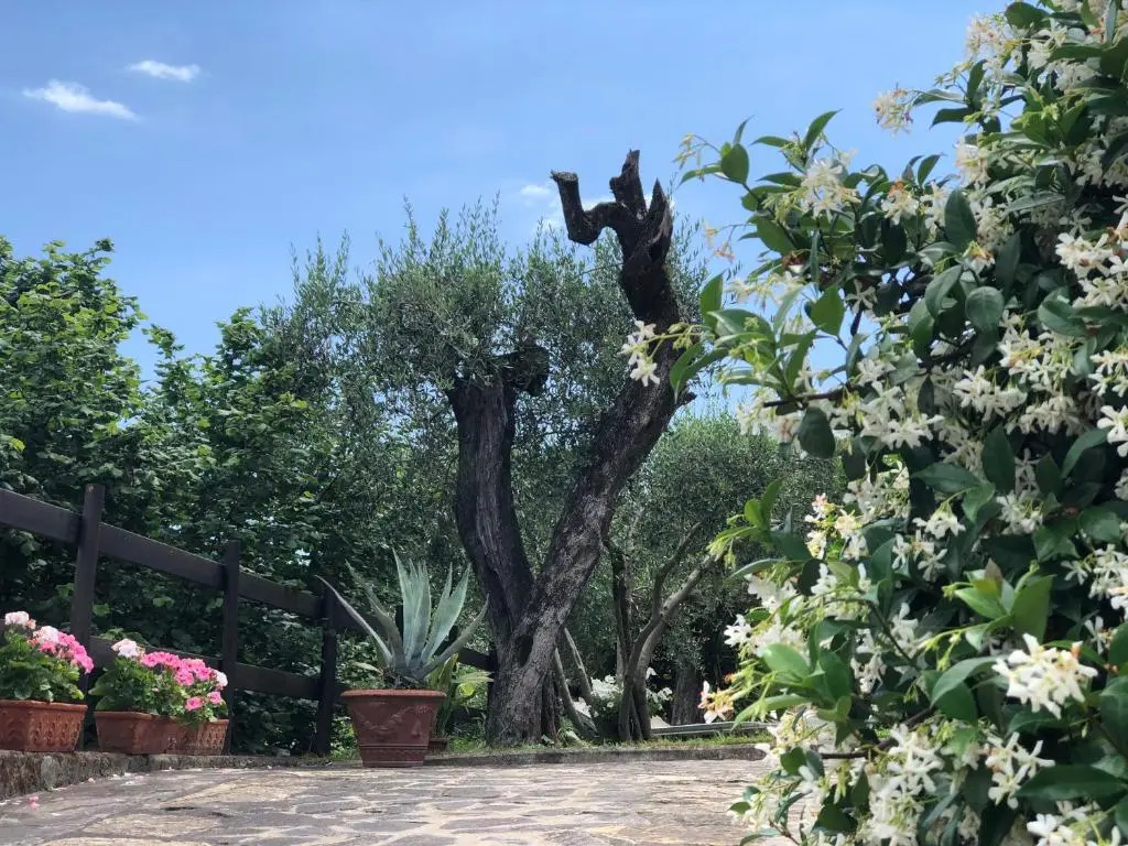 B&B Podere Morucciola - foto 2