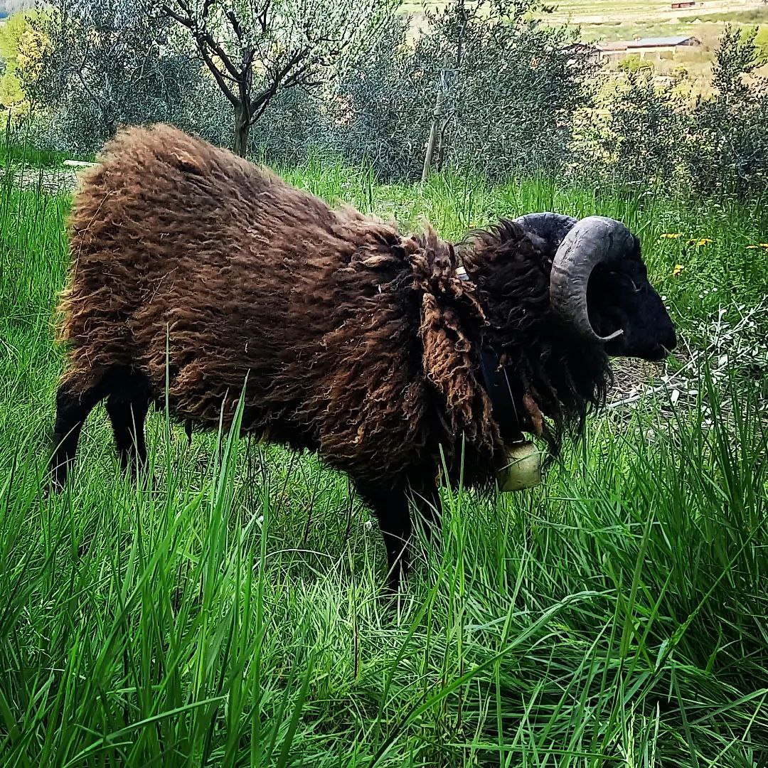 Agritur Tenno Cantina Bio Natura - foto 4