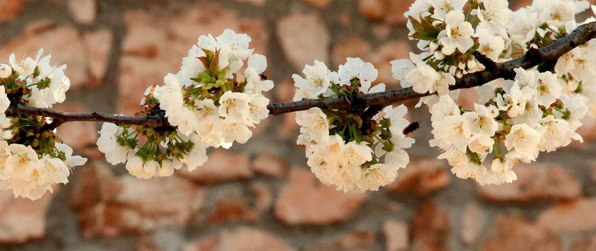 Antica Corte - foto 4