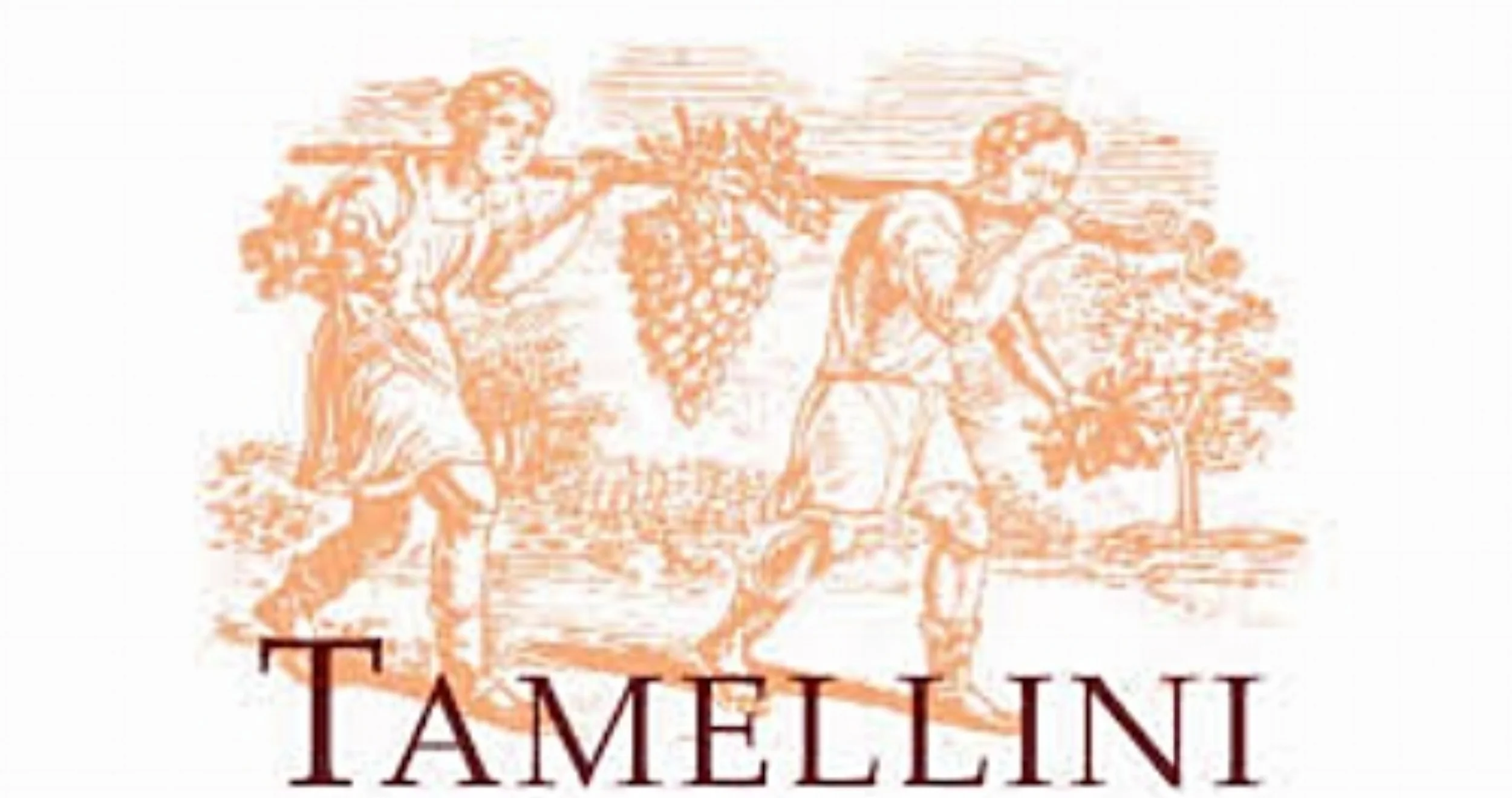 Az. Agr. Tamellini - foto 2