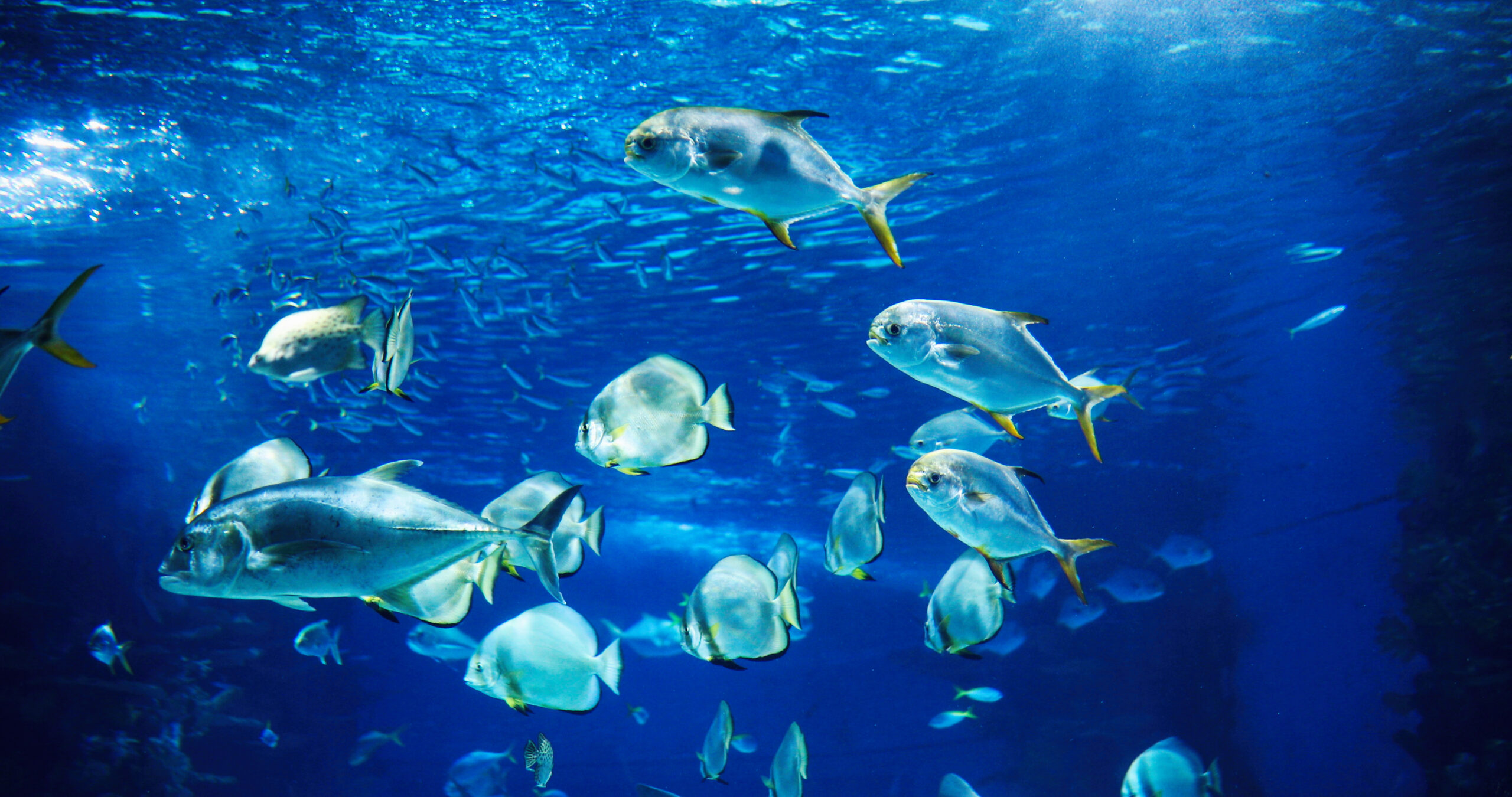 Sea Art Hotel foto 1