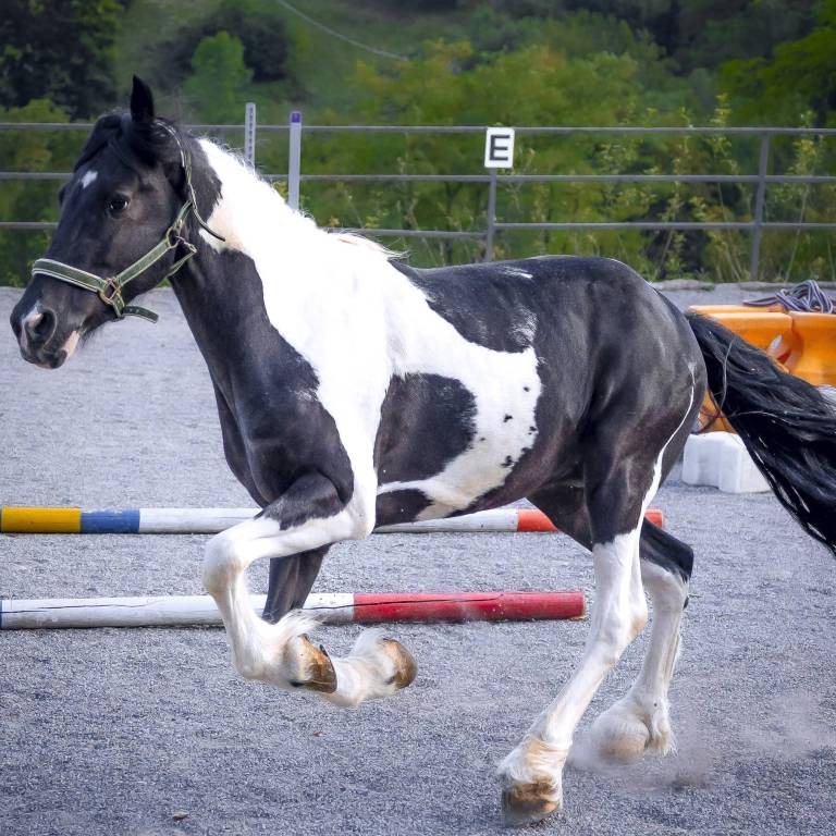 Scuderia delle Gnere - foto 5