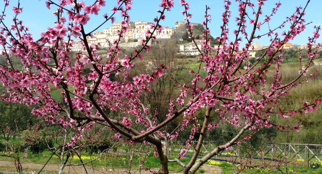 Agriturismo l'Arca di Anna Brambilla - foto 3