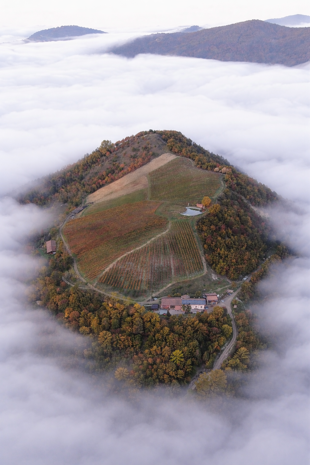 Fattoria Mondo Antico - foto 4