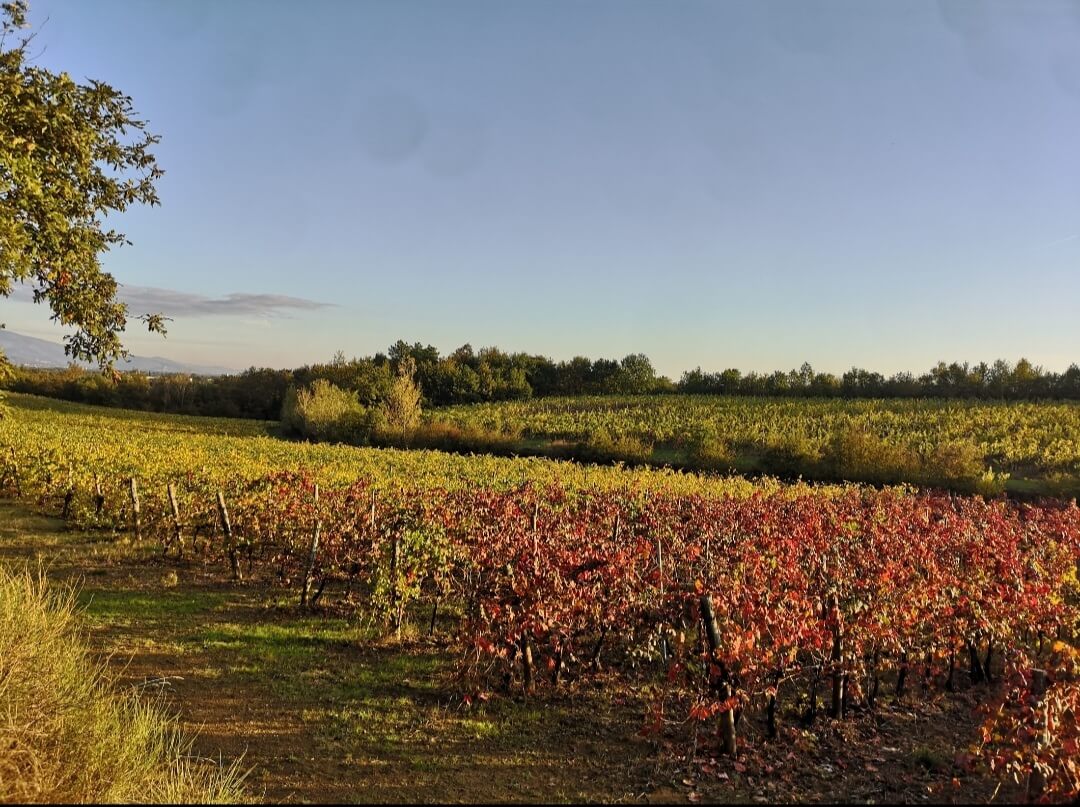 Tenuta La Cella - foto 4