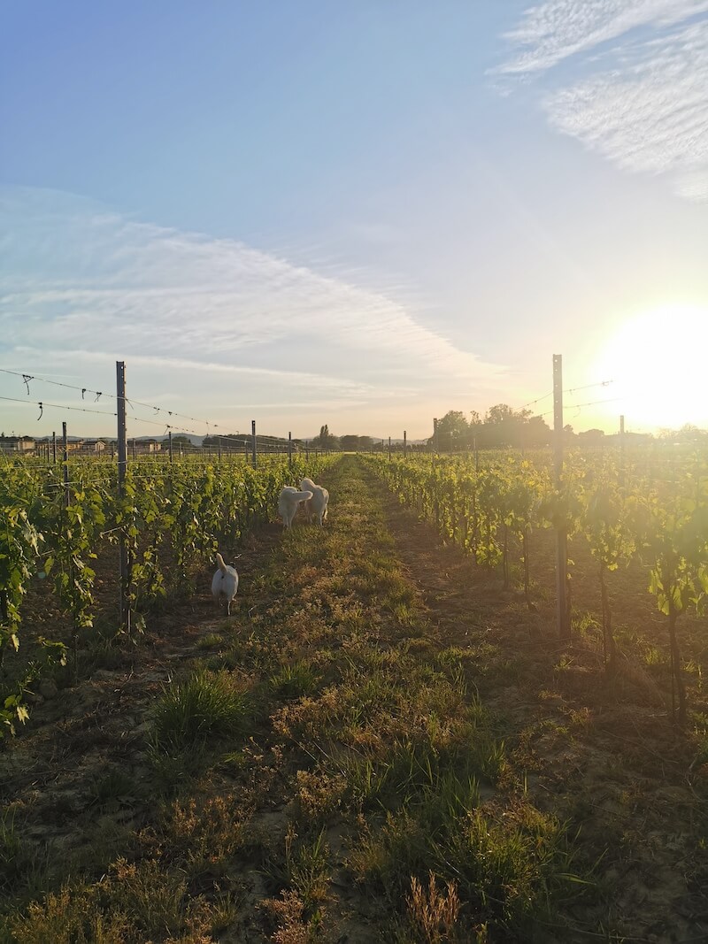 Tenuta La Cella - foto 5