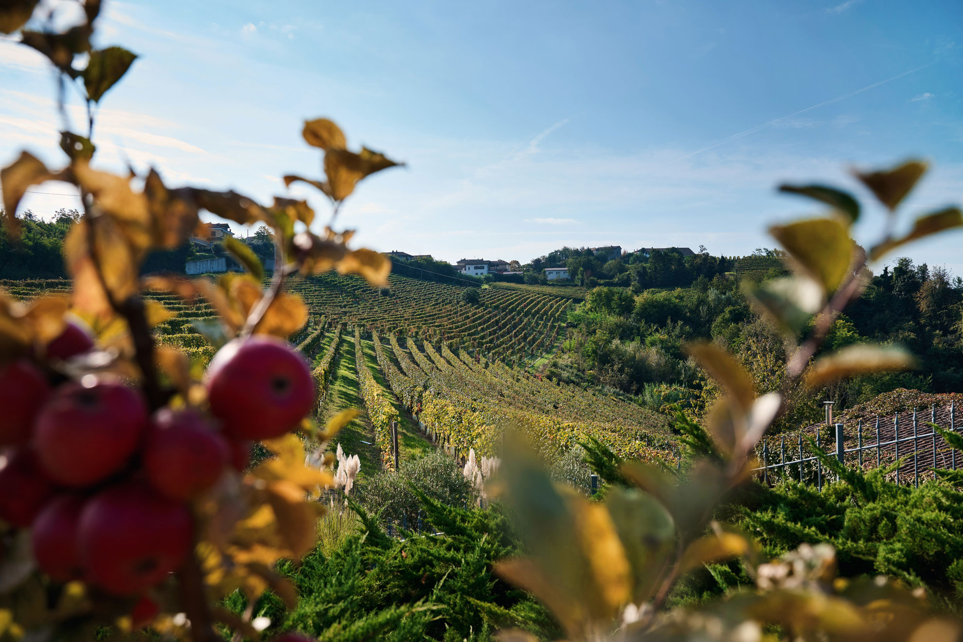 Azienda Agricola Cascina Christiana S.s. - foto 4