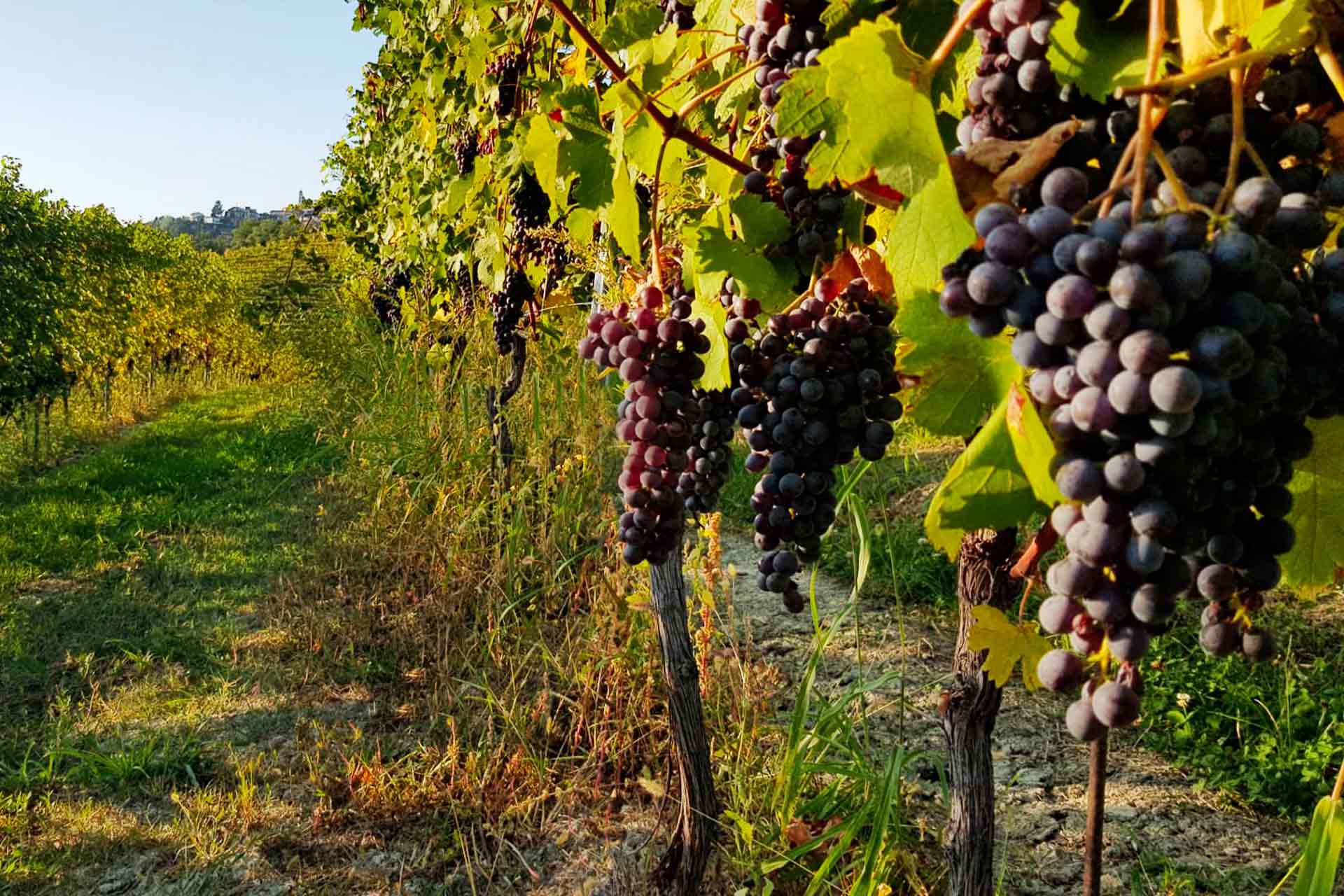 Azienda Agricola Pianfiorito foto 4