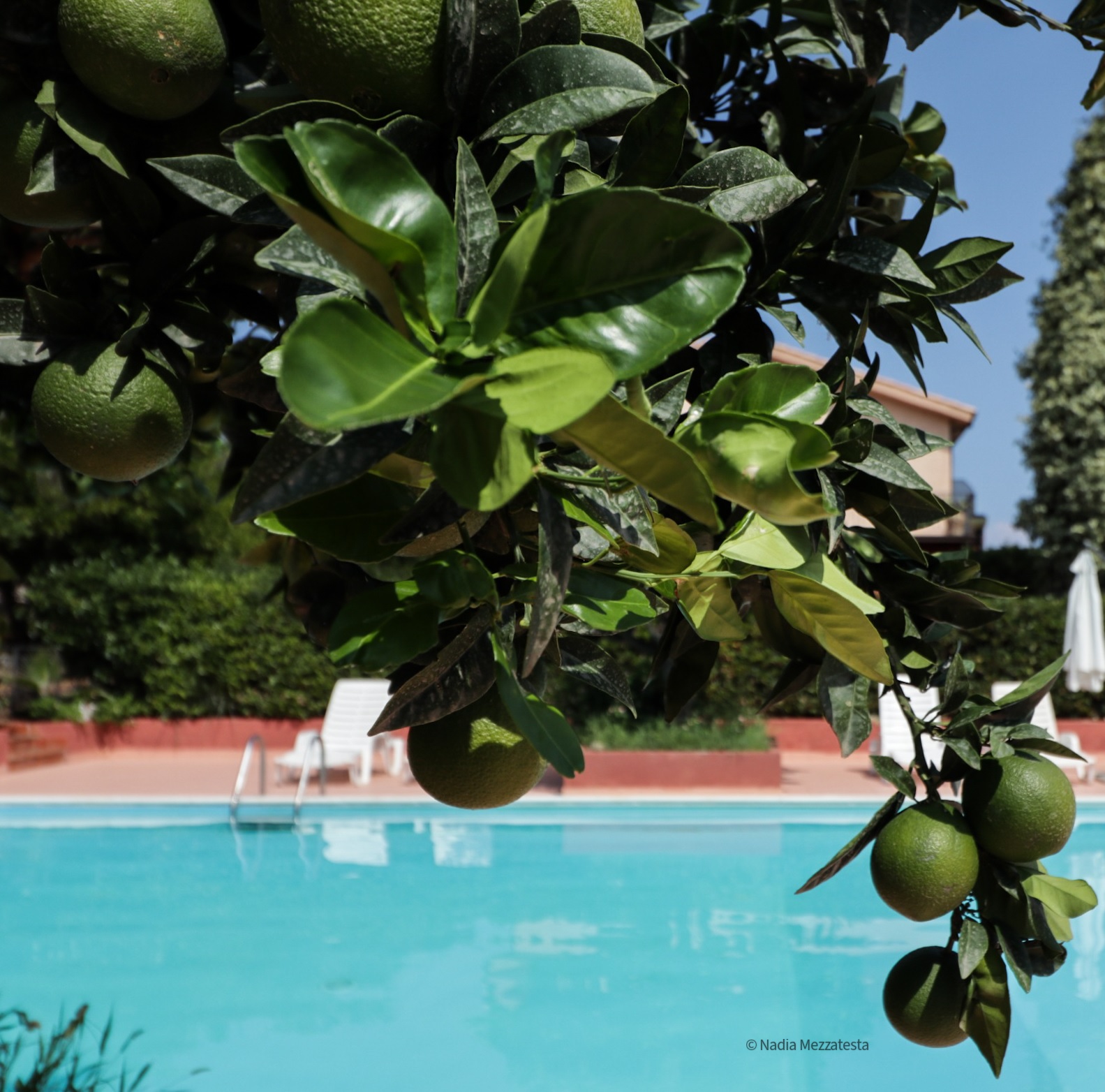 Il Sole e la Margherita - foto 3