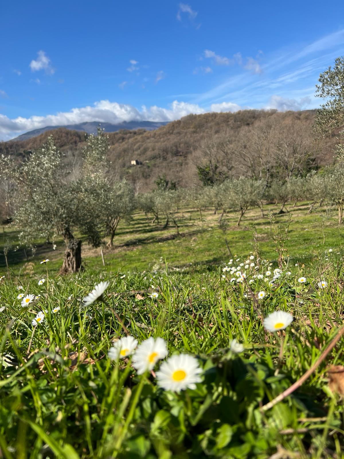 La terra del sorriso foto 3