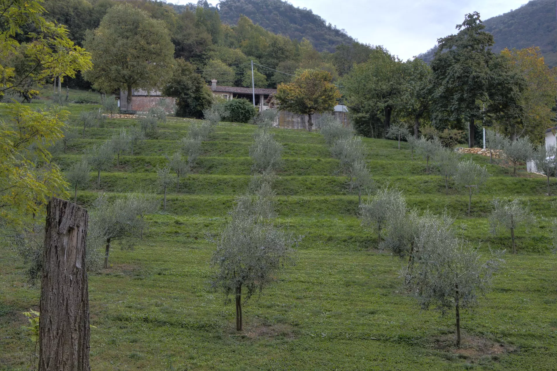 B&B “La Corte dei Gelsi” foto 4