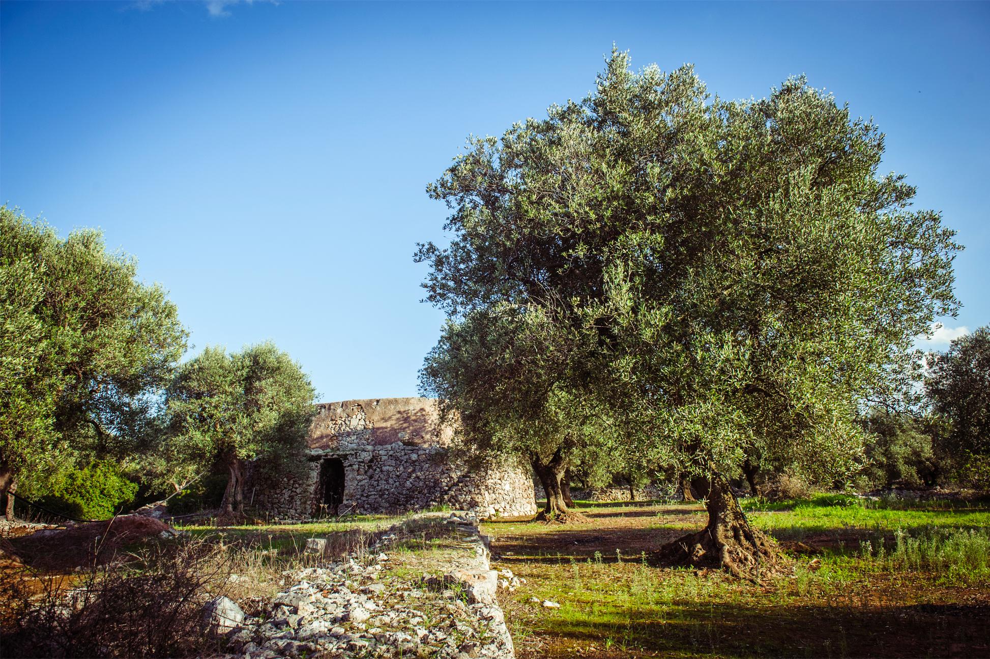 Azienda Agricola Tenuta Bianco foto 1