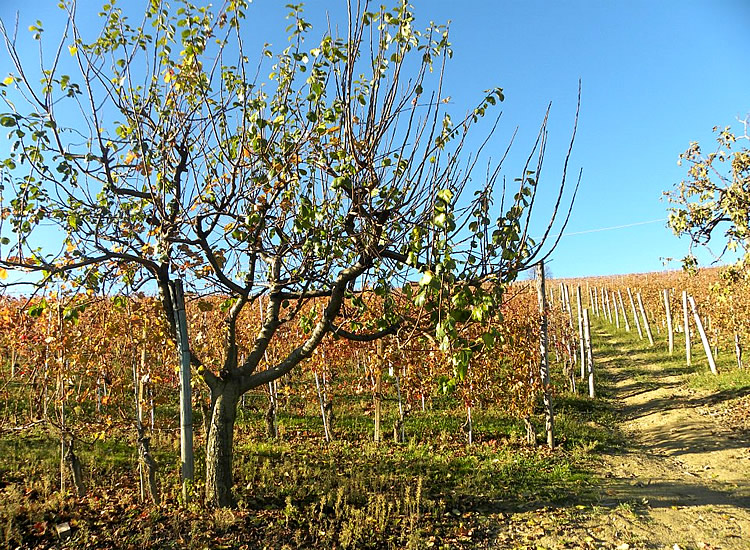 Agriturismo Cascina Rabalot - foto 1