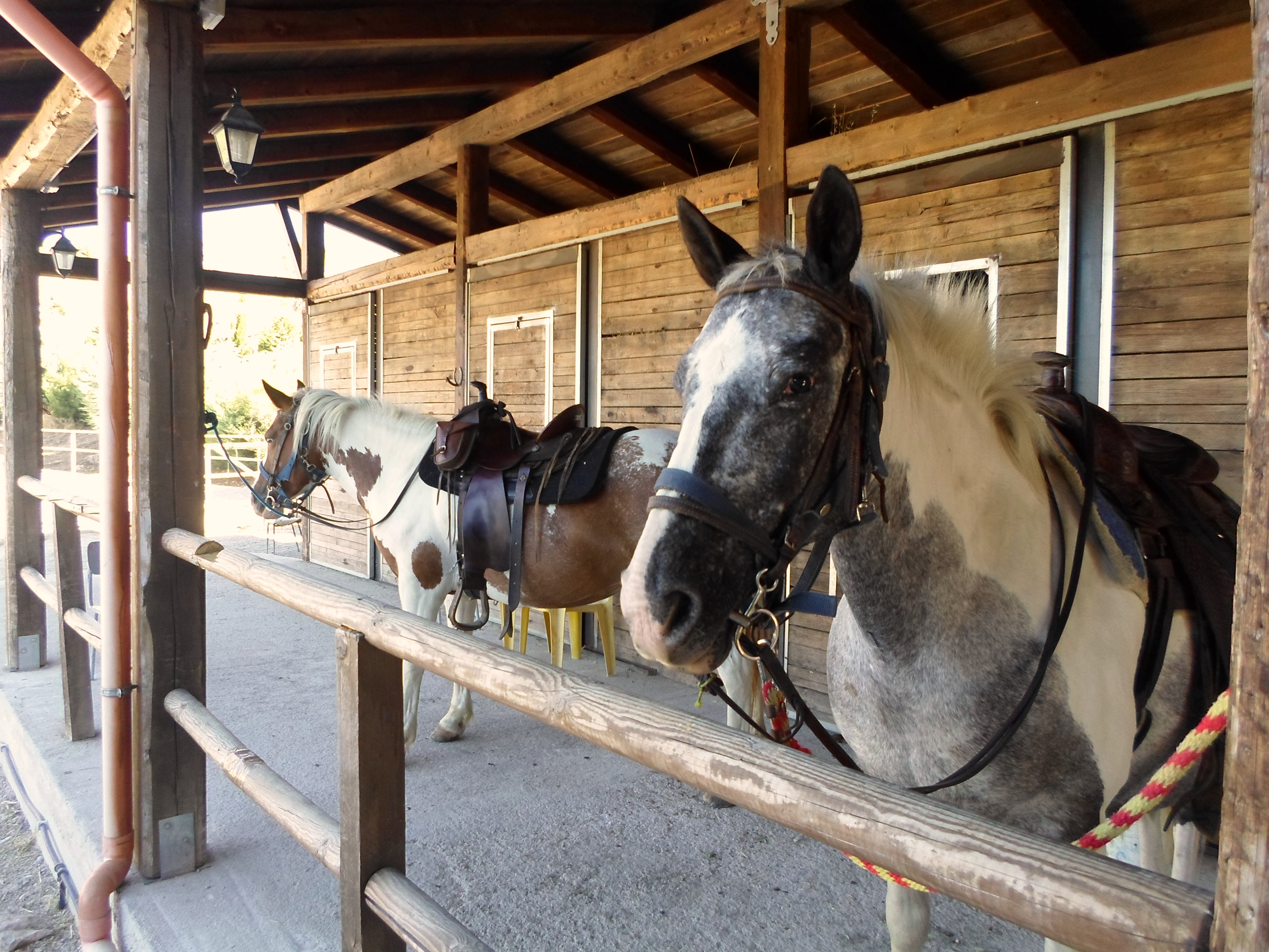 Appaloosa Ranch foto 1