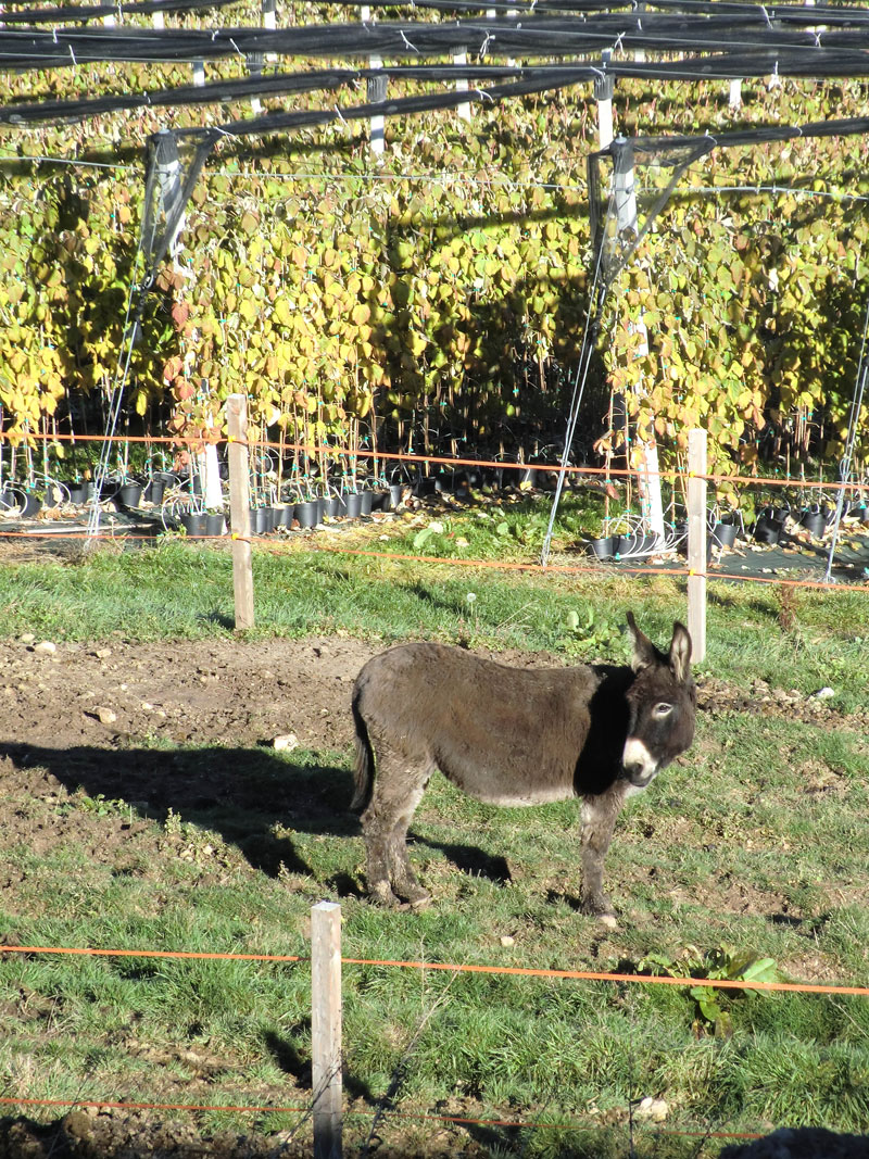 Agritur La Val - foto 1